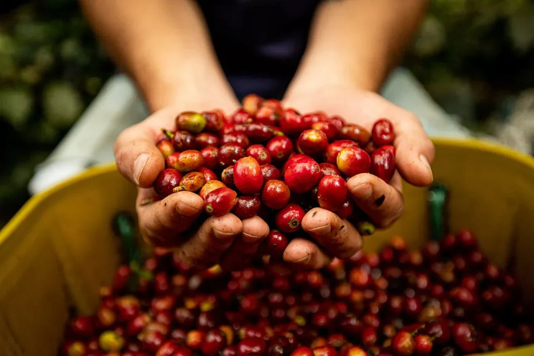 Raw coffee beans